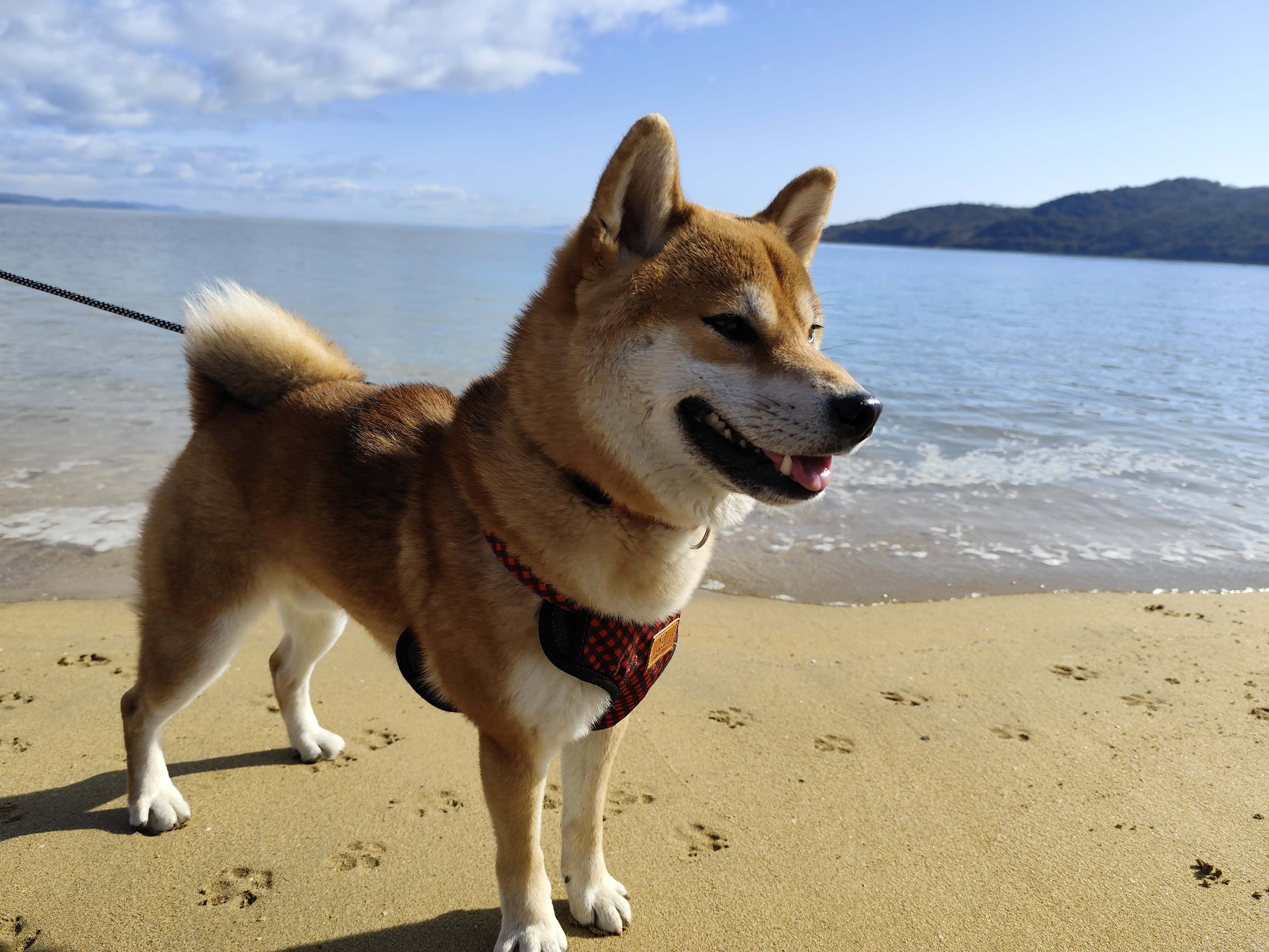 看板犬ゆうじろう